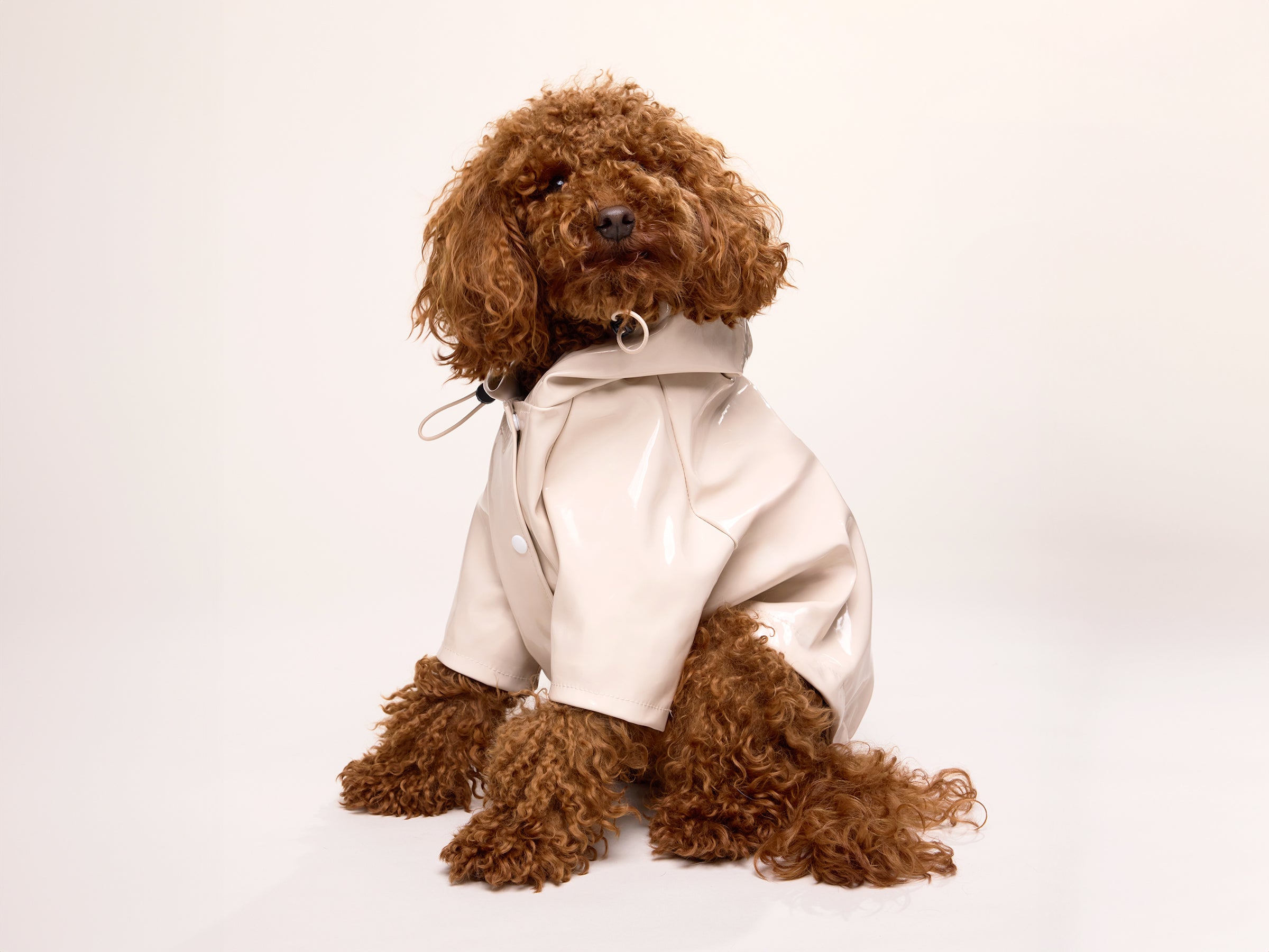 bandit-imperm-able-chien-latte-cr-me-capuche-taille-m image 4
