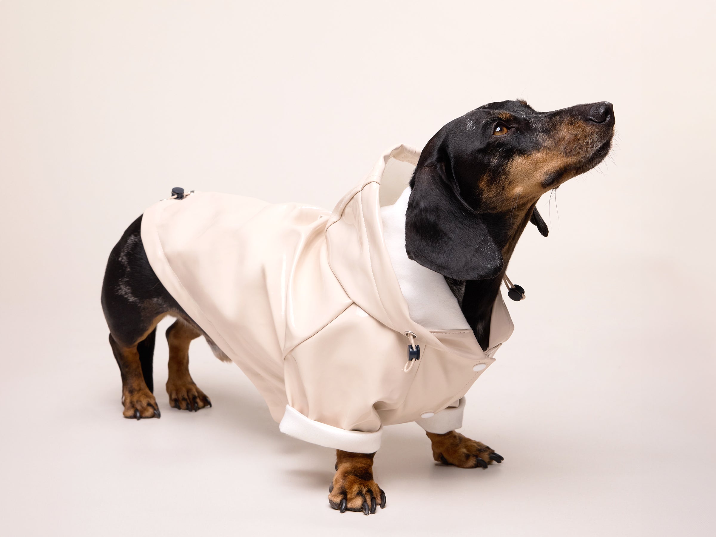 bandit-imperm-able-chien-latte-cr-me-capuche-taille-m image 3