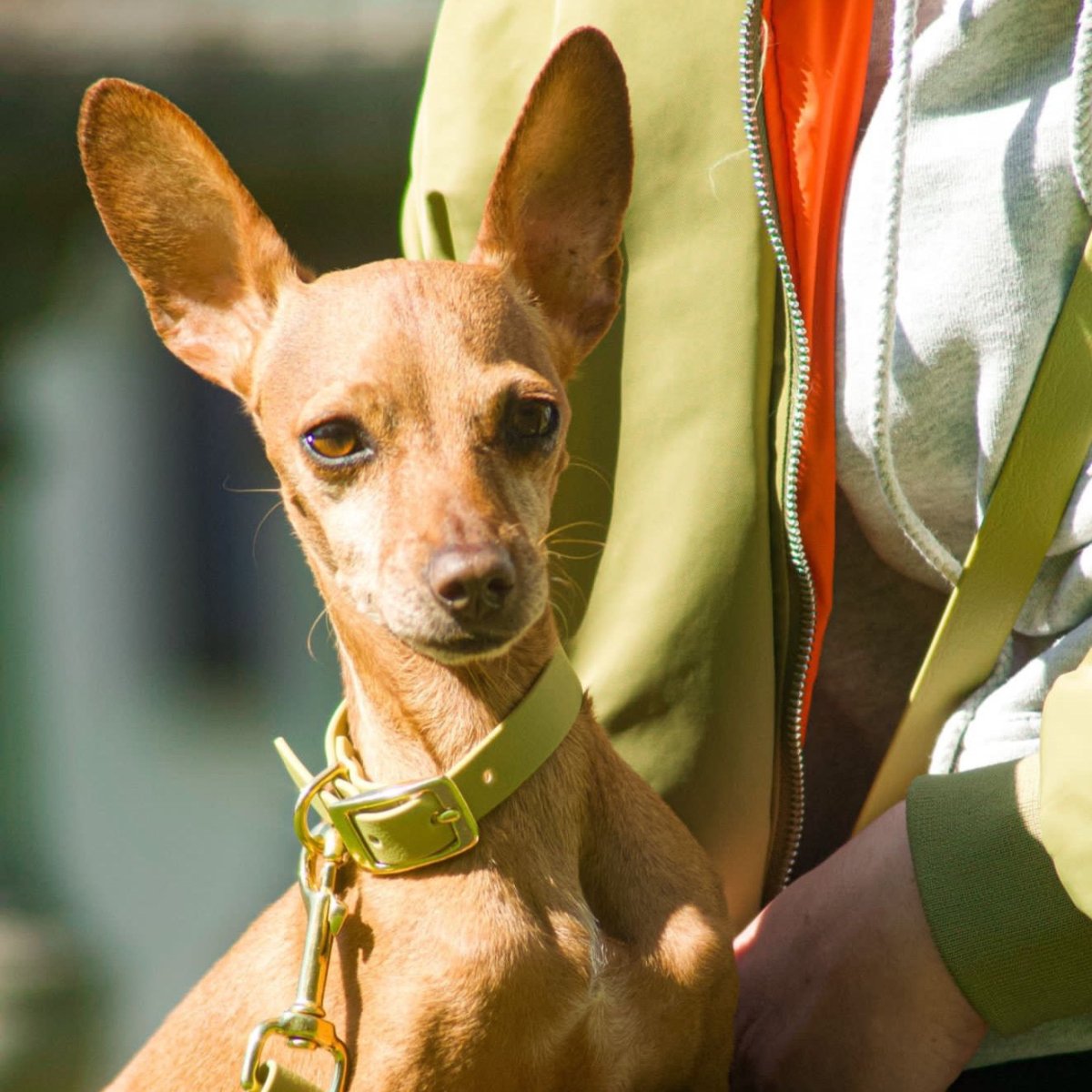fid-le-paris-colliers-collier-chien-vert-tilleul-boucle-laiton image 5