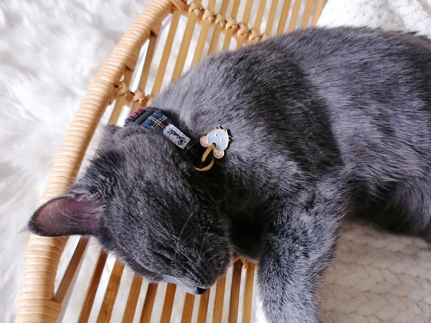 bandit-m-dailles-souris-m-daille-chat-graver-coquin image 6