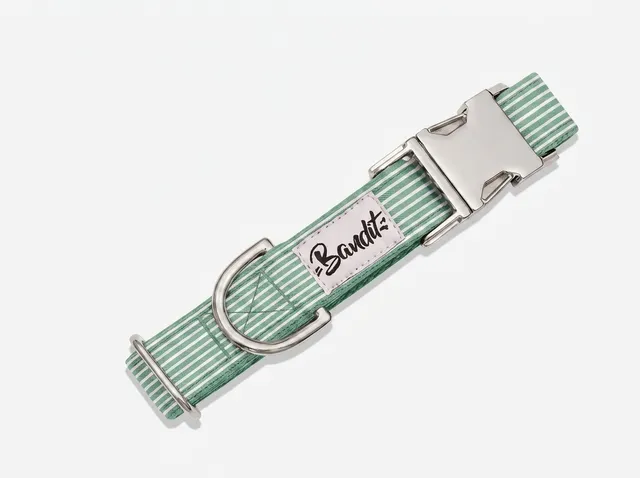 bandit-colliers-pour-chien-ray-vert-blanc-collier-petit-chien image 1