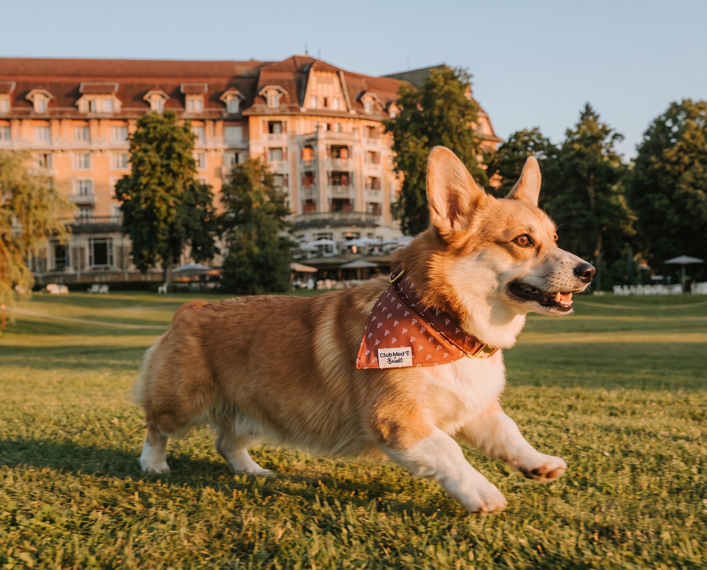 bandit-bandana-chien-club-med-lavande-collier image 4