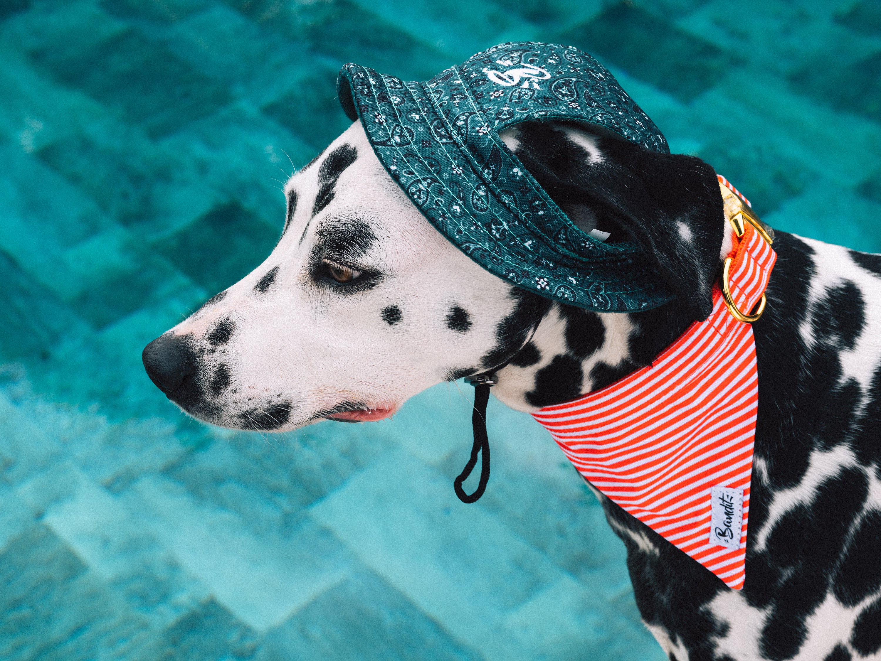 bandit-bob-chien-chapeau-taille-m-paisley-vert image 2