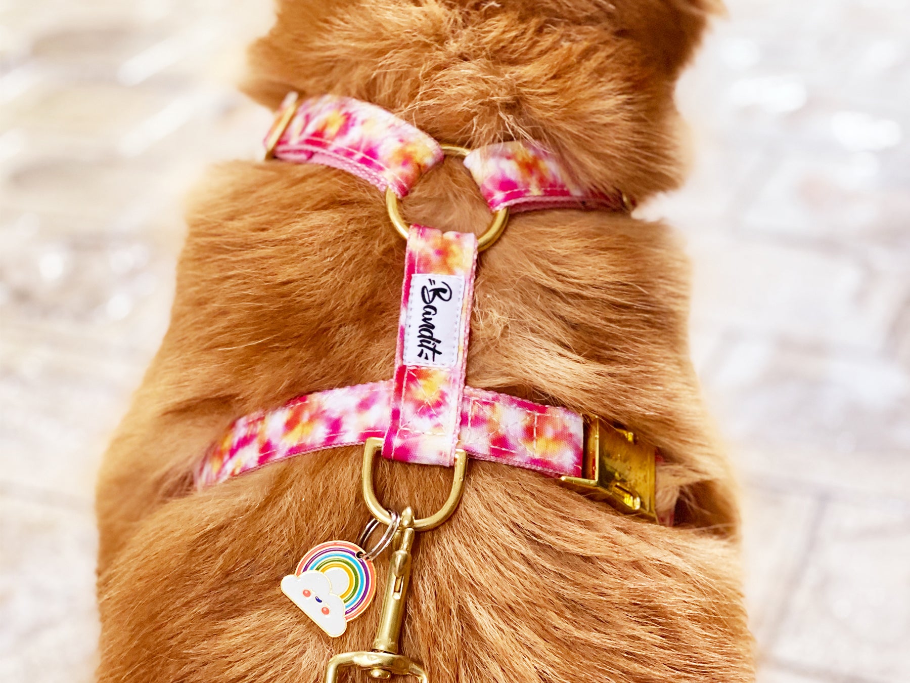 bandit-m-dailles-arc-en-ciel-m-daille-chien-color-e image 2