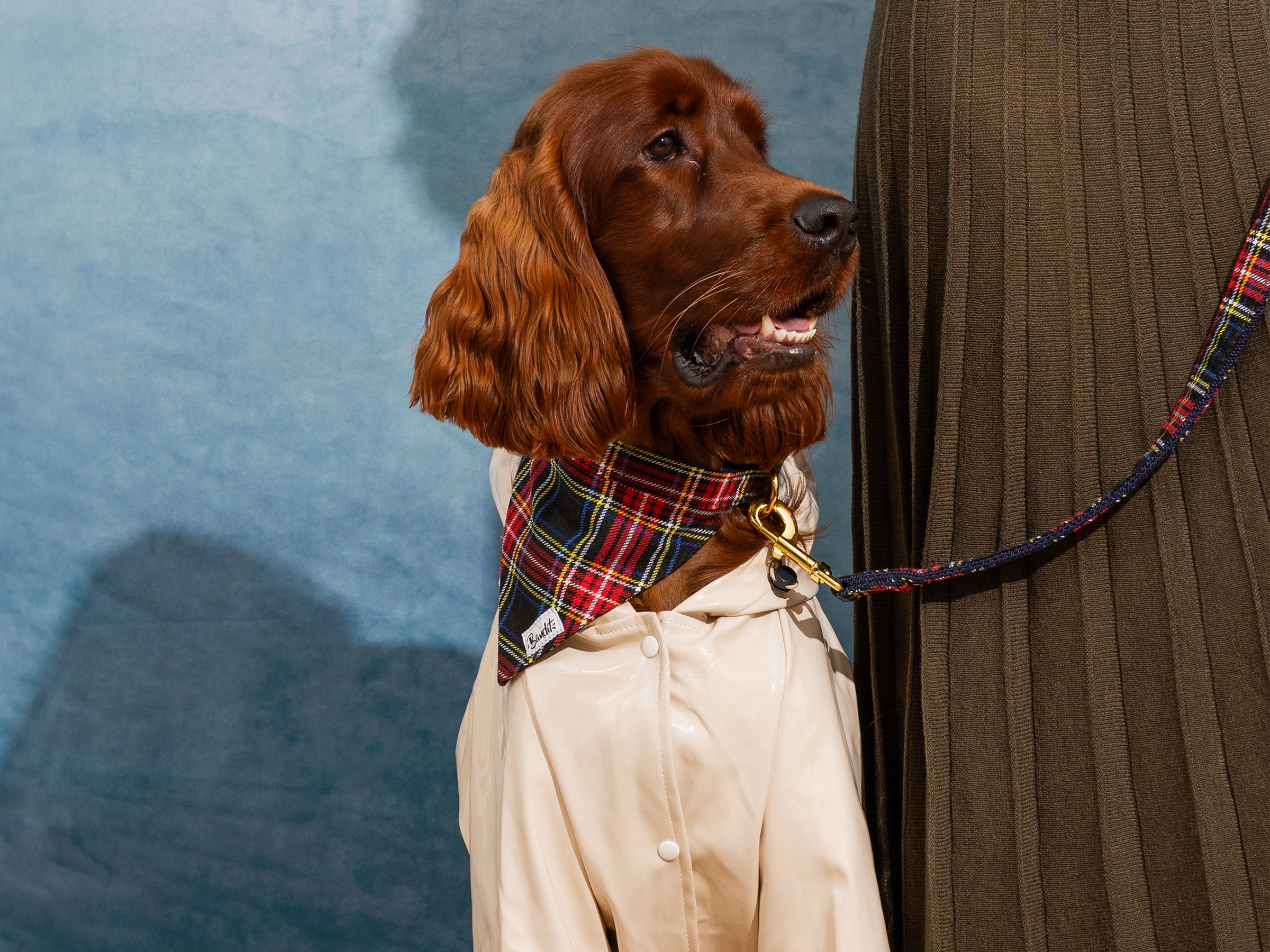 bandit-tartan-bandana-pour-chien-petit-chien-cossais image 3