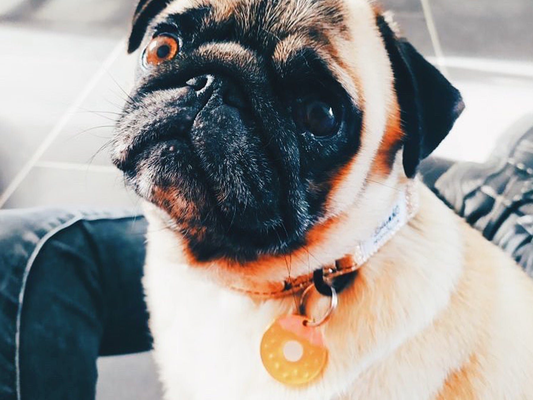 bandit-m-daille-donut-pour-chien-breloque-collier-gourmande image 3