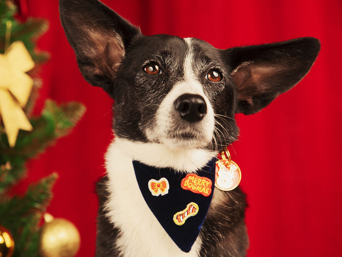 bandit-bandanas-velours-bleu-bandana-chien-no-l image 1