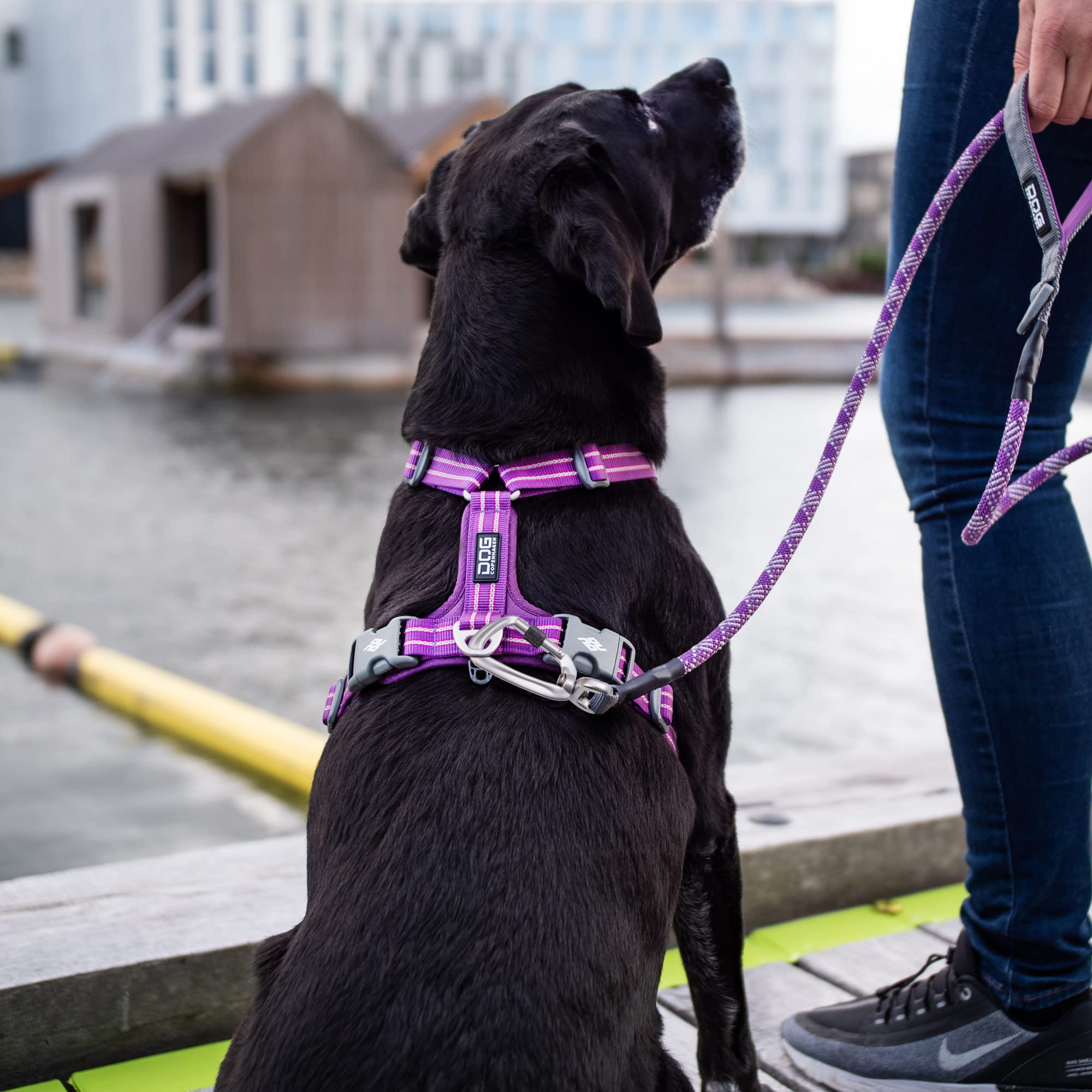 dog-copenhagen-urban-rope-laisse-chien-orange-sun-s image 7
