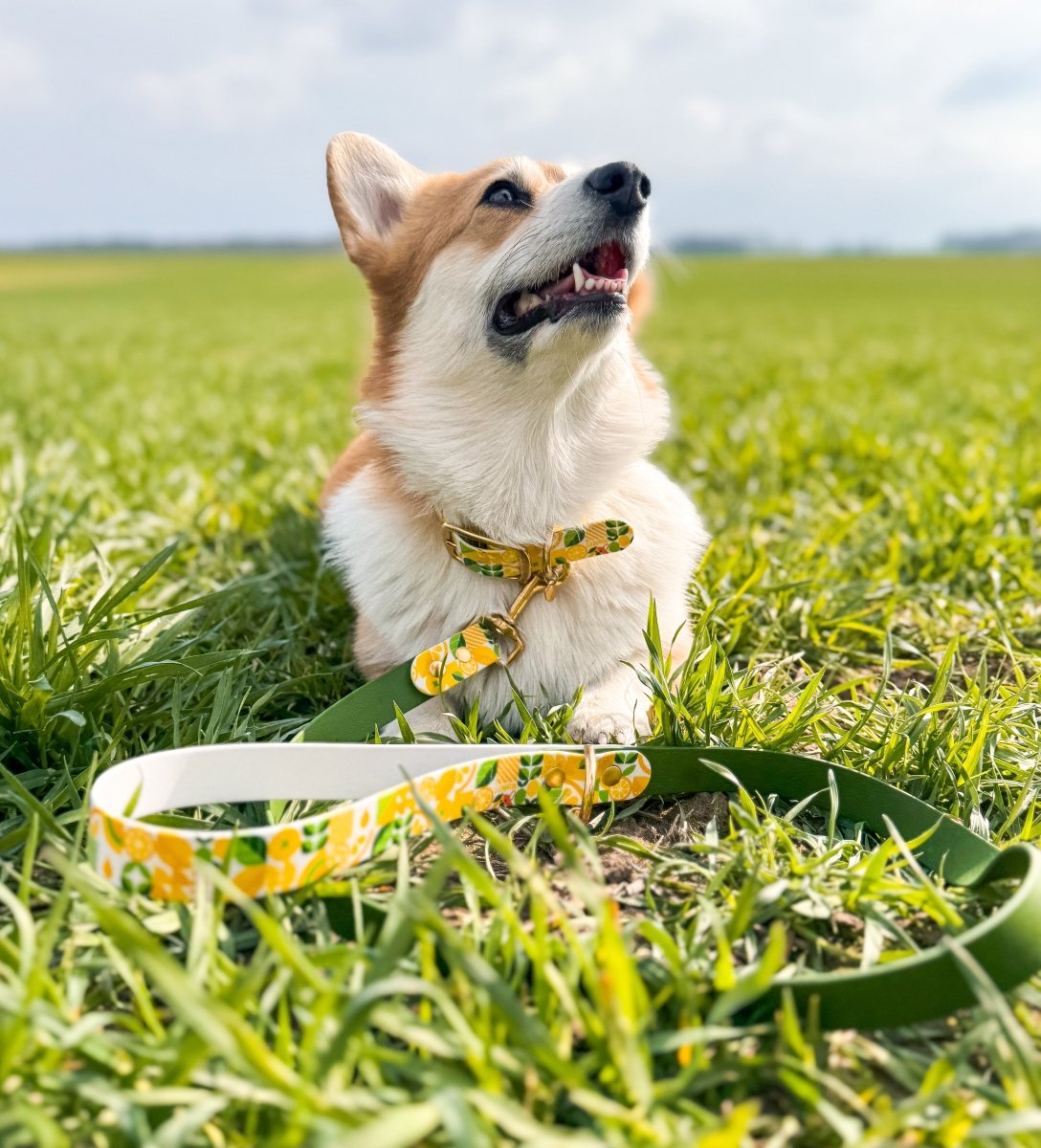 fid-le-paris-lemon-laisse-chien-olive-dition-limit-e image 3