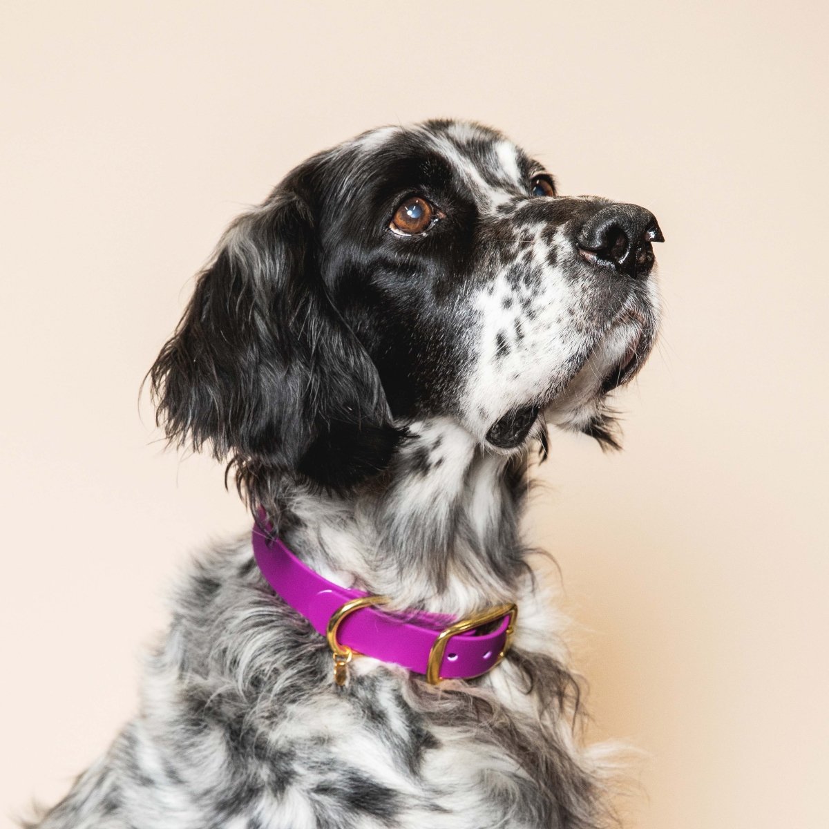 fid-le-paris-aventurier-collier-chien-rose-fuchsia-s-28-34-cm image 2