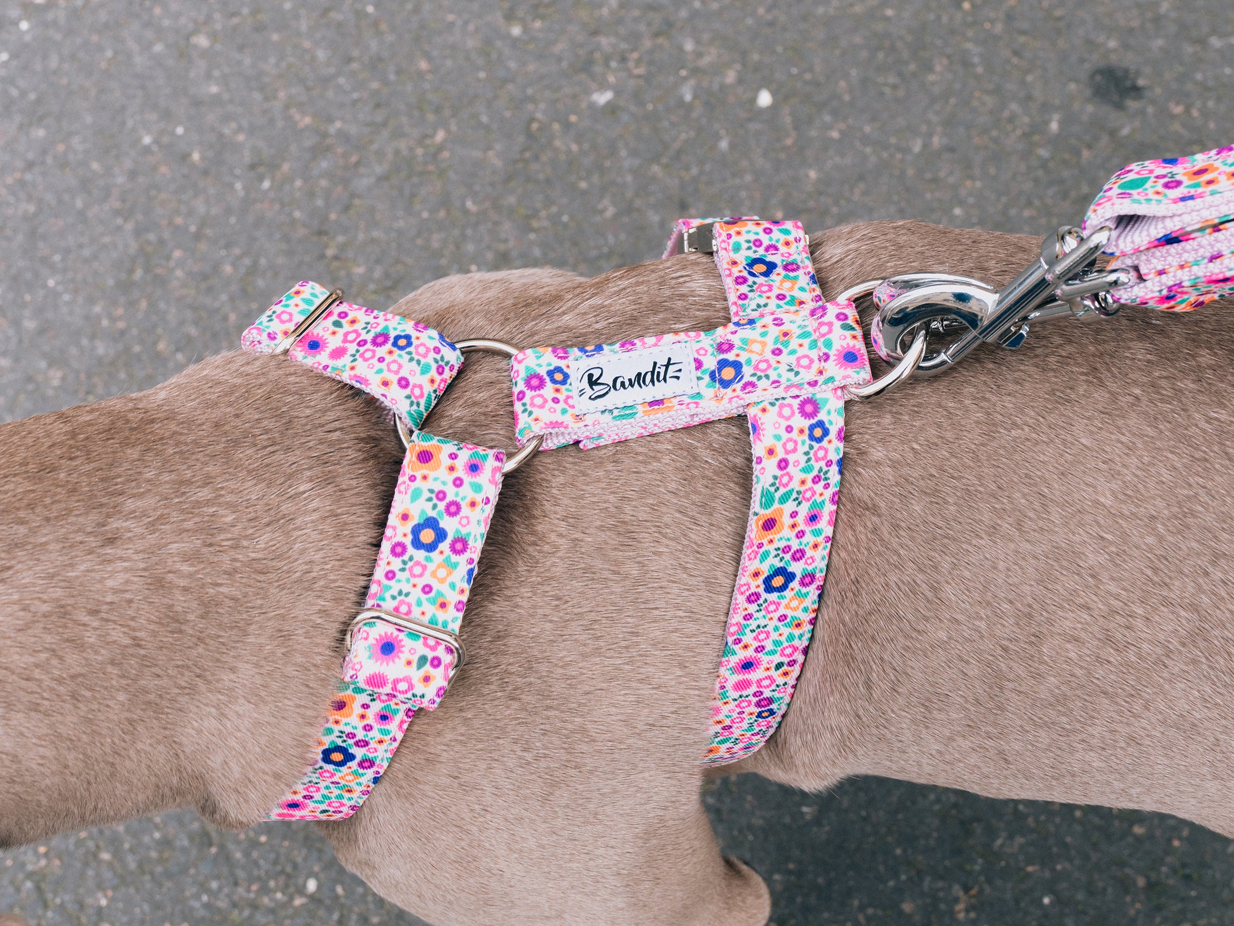 bandit-pink-blossom-harnais-chien-fleuri-rose image 2