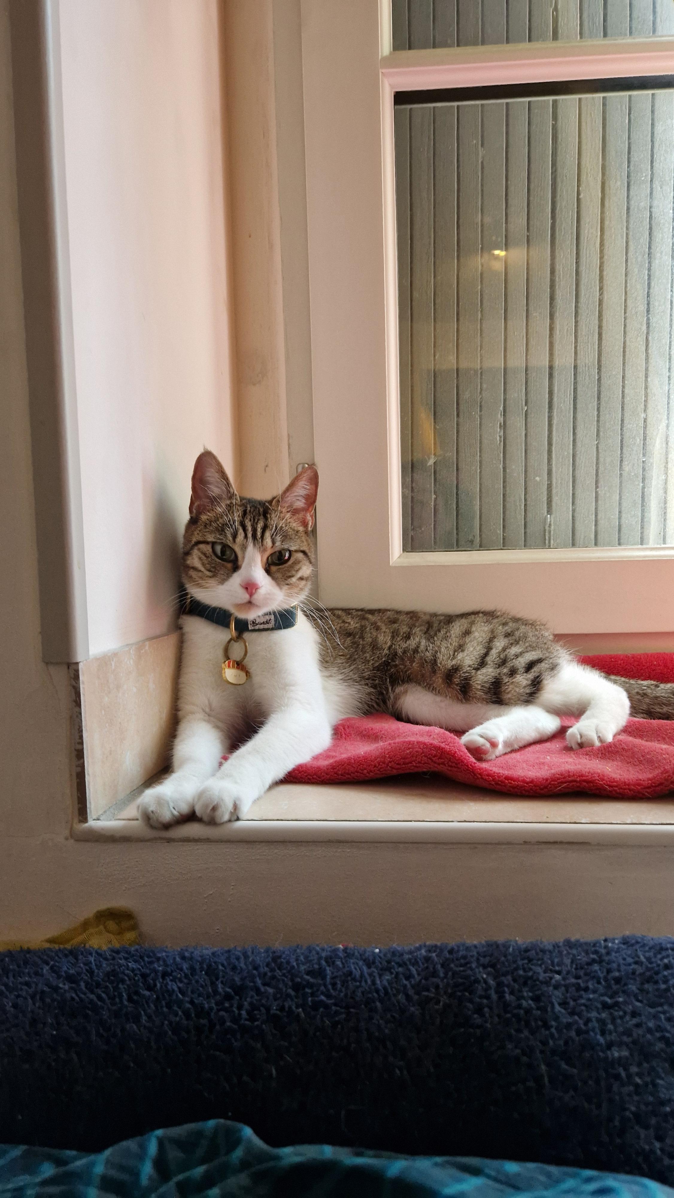 Petit sushi