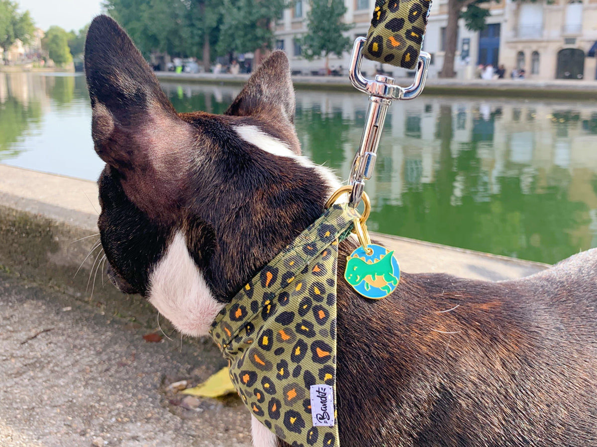bandit-m-dailles-dinosaure-m-daille-chien-fantaisie image 3