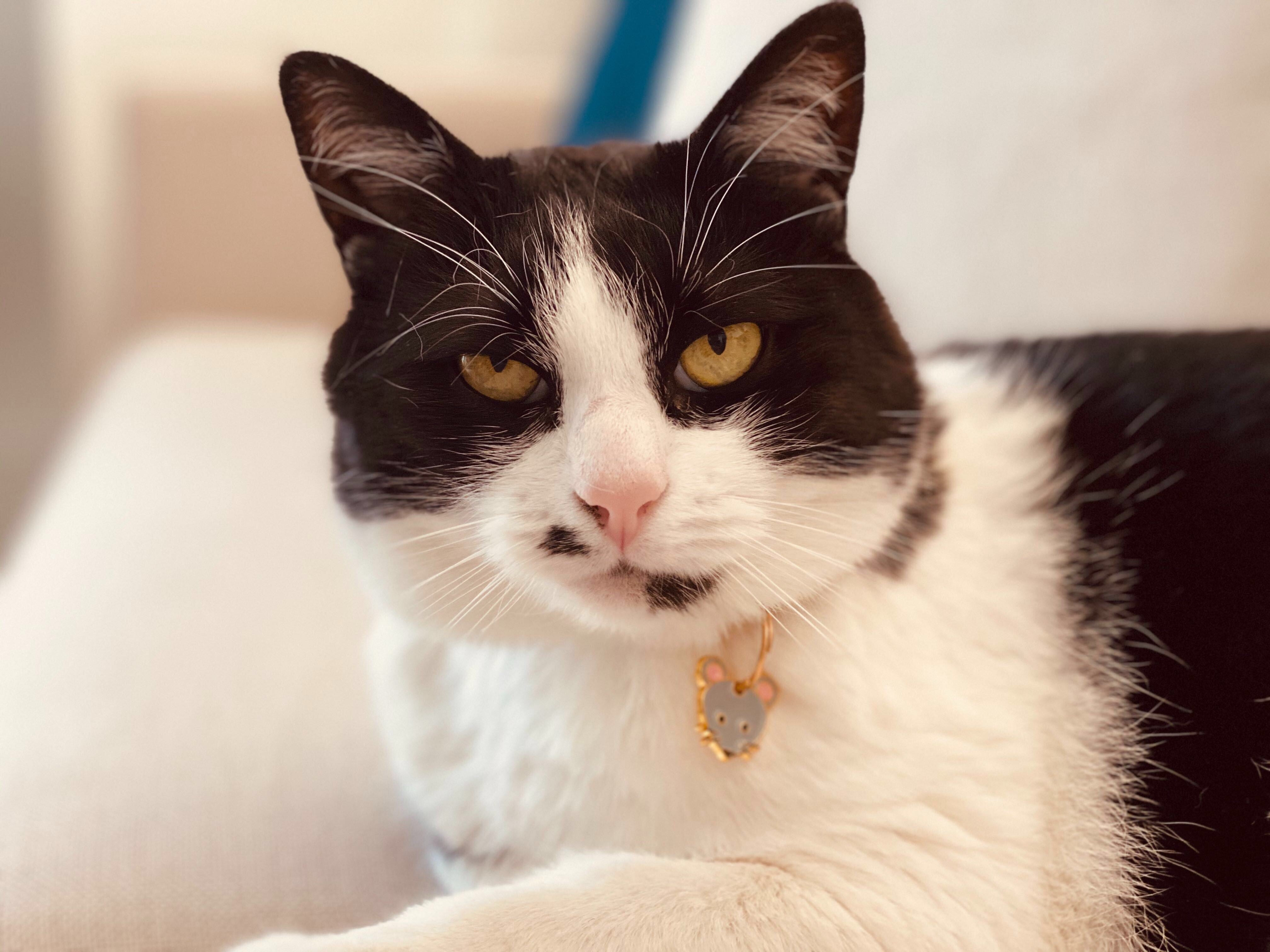 bandit-m-dailles-souris-m-daille-chat-graver-coquin image 5