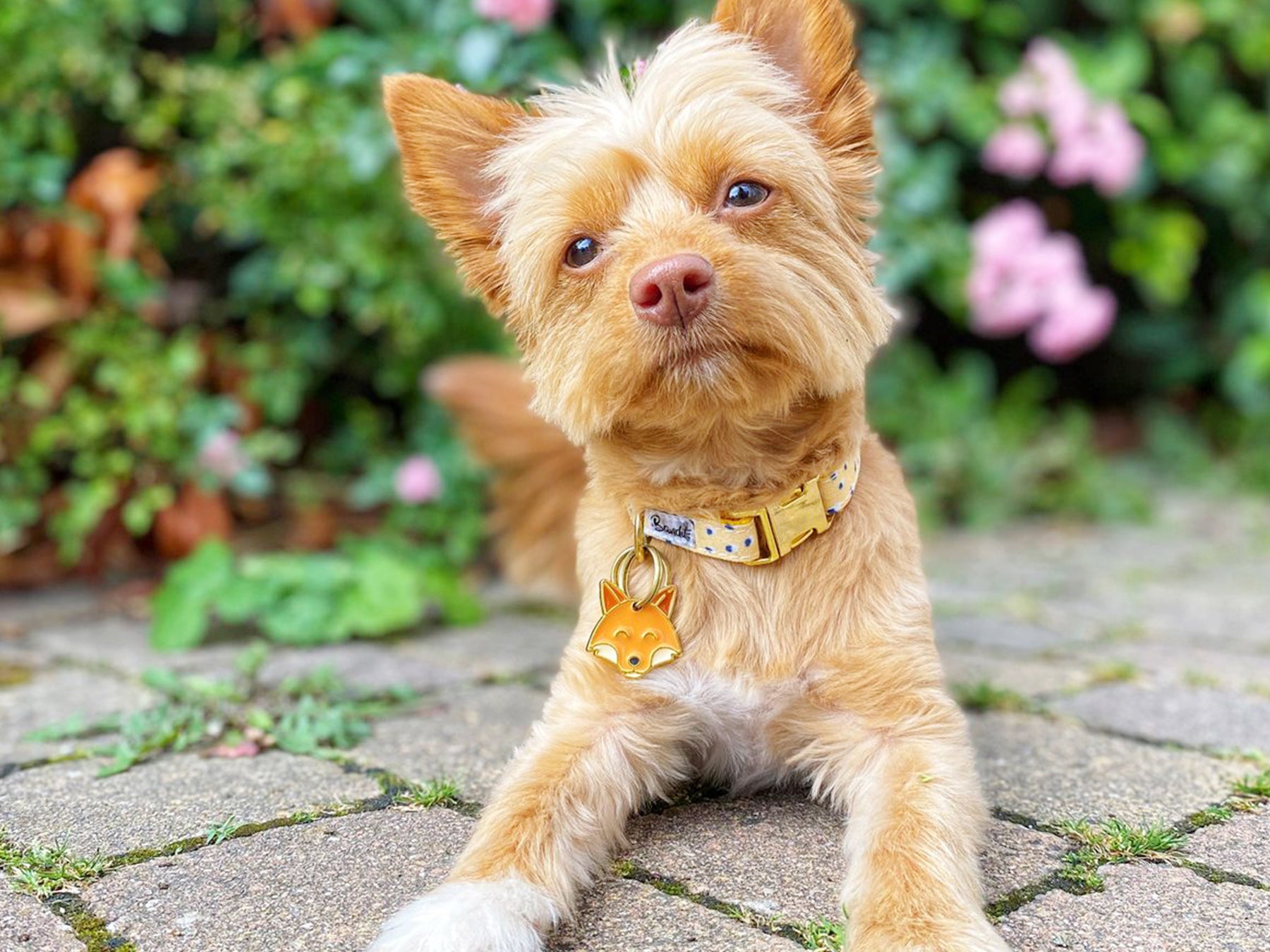 bandit-roucky-m-daille-chien-renard-gravable image 3