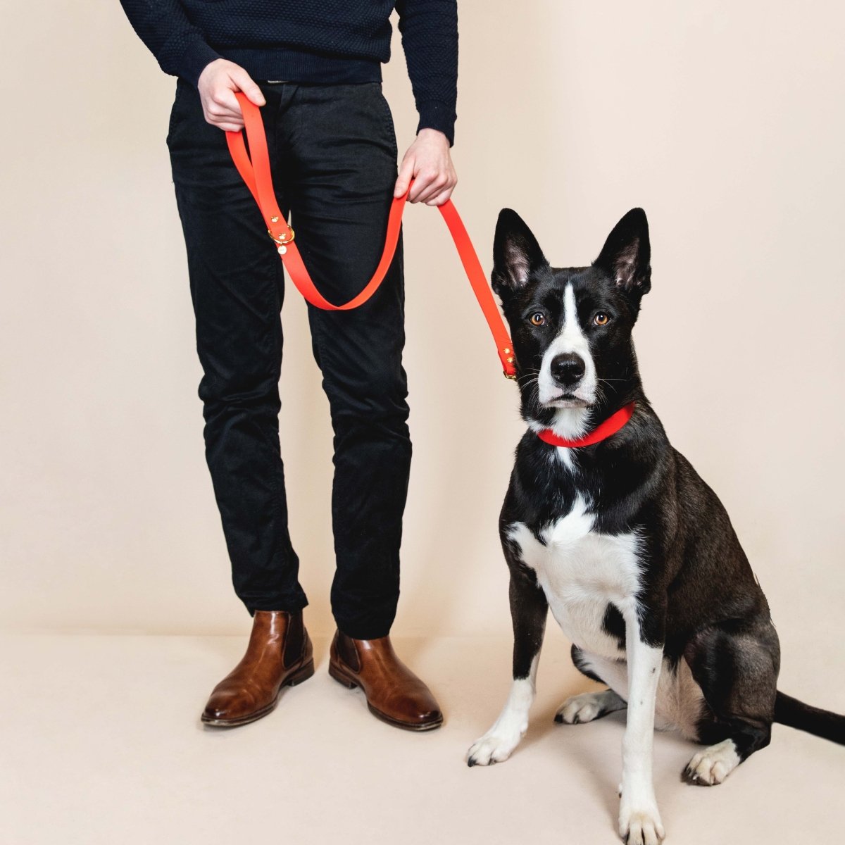 fid-le-paris-aventurier-laisse-chien-rouge-20-mm image 2