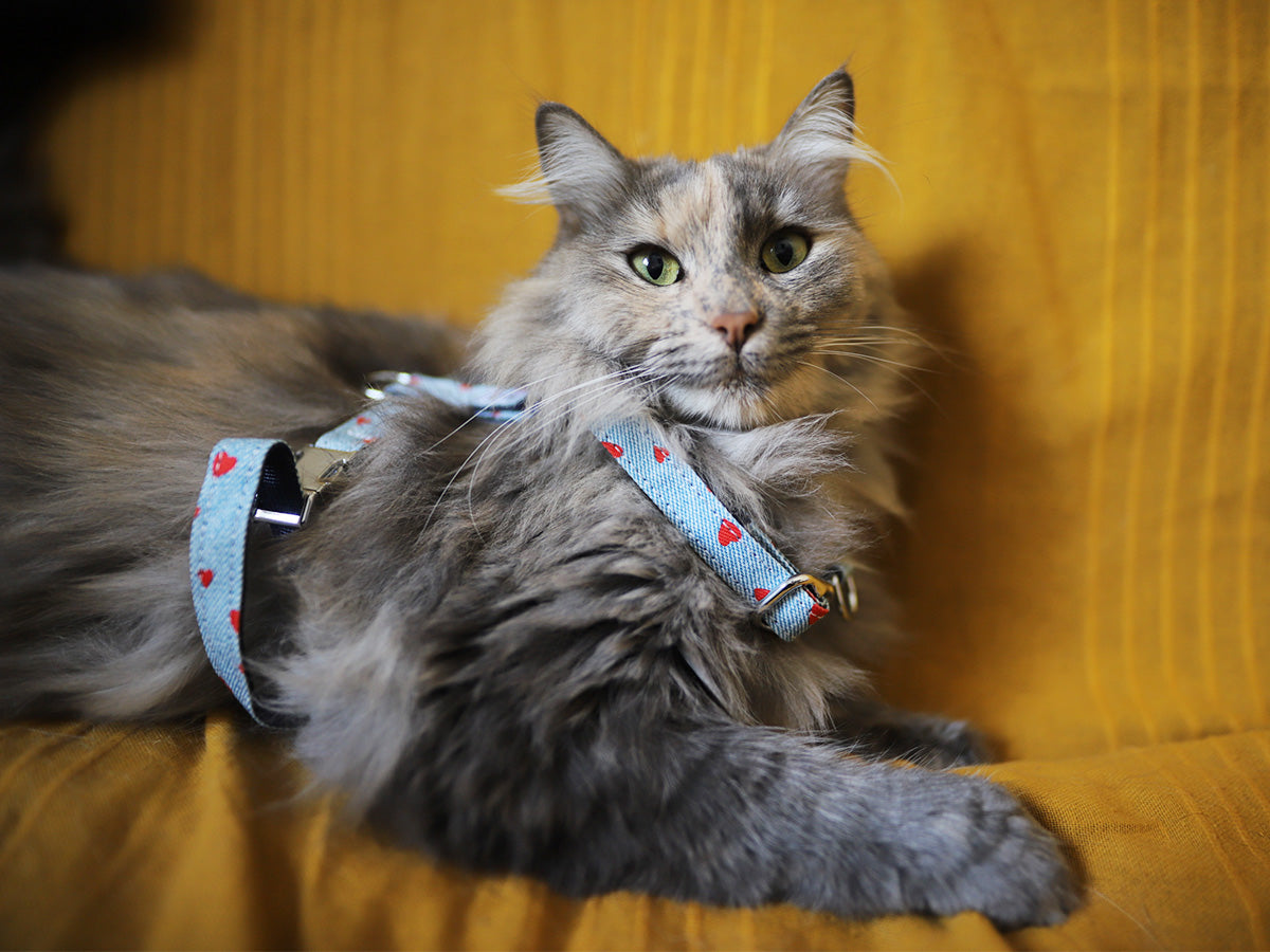 bandit-denim-harnais-chat-c-urs-rouges-clara image 4