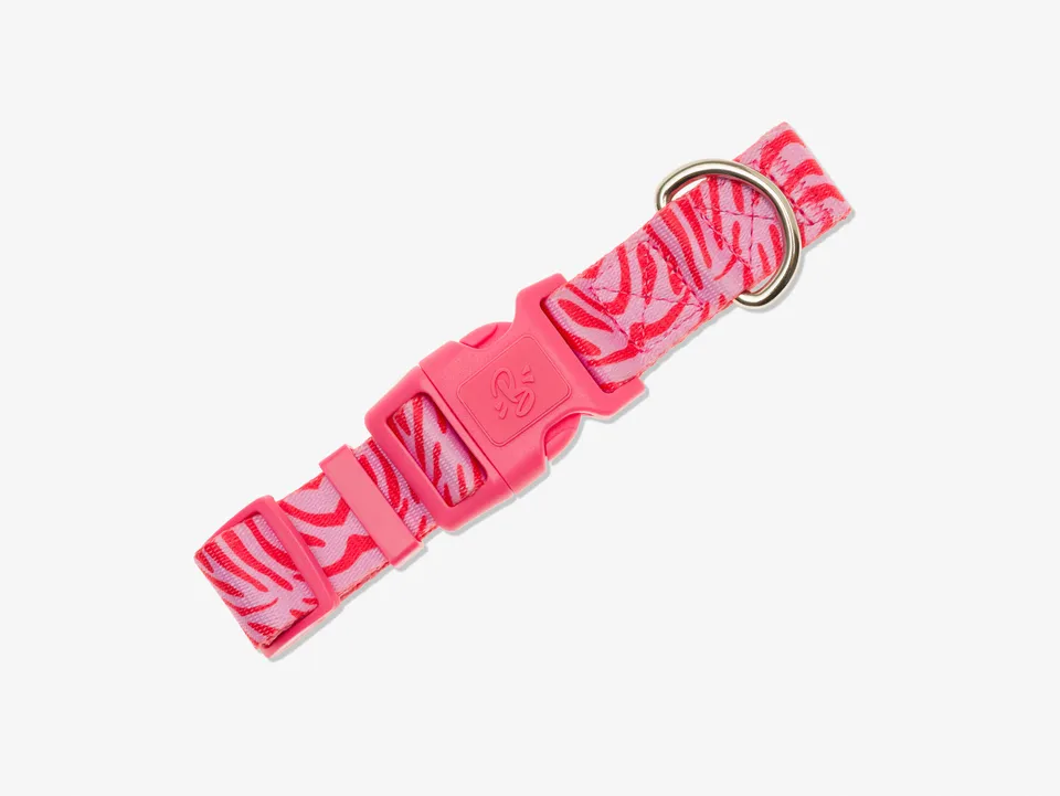 bandit-pink-zebra-collier-chien-nylon-rose image 1