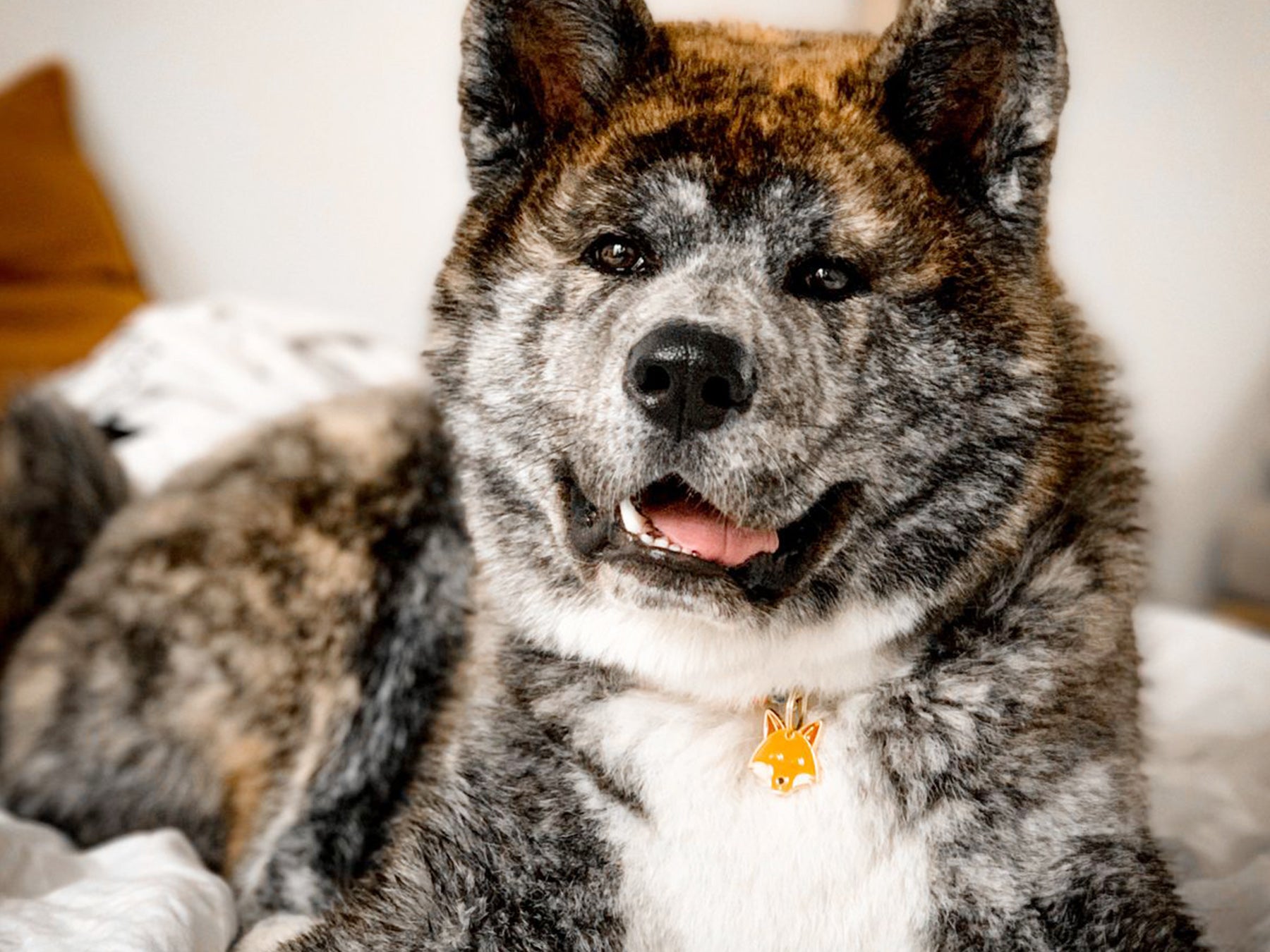 bandit-roucky-m-daille-chien-renard-gravable image 4