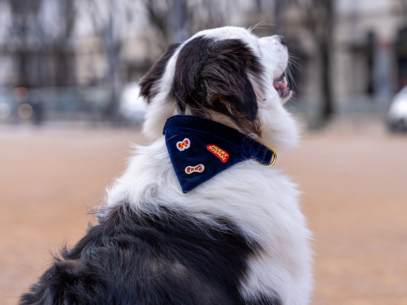 bandit-bandanas-velours-bleu-bandana-chien-no-l image 2