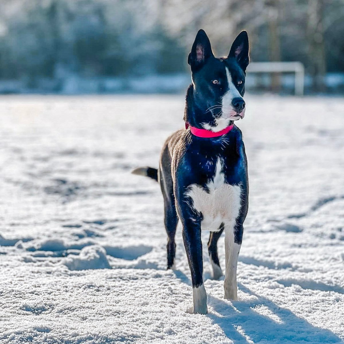 fid-le-paris-l-aventurier-collier-chien-bordeaux image 6
