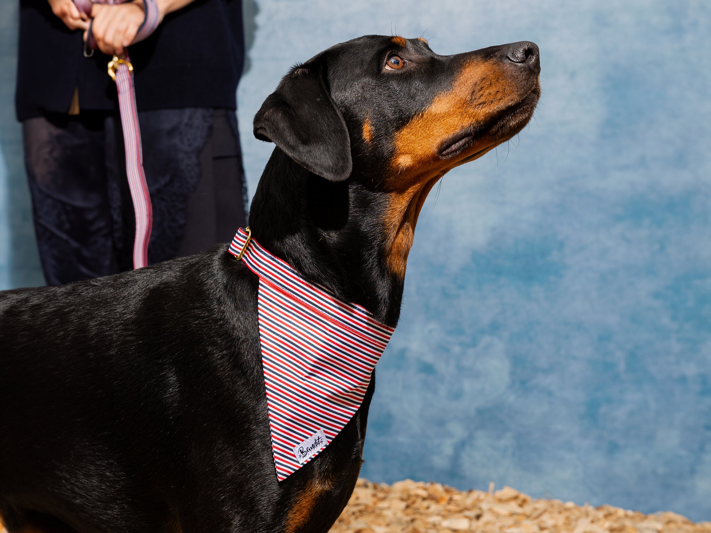 bandit-french-banban-bandana-chien-bleu-blanc-rouge-m image 7