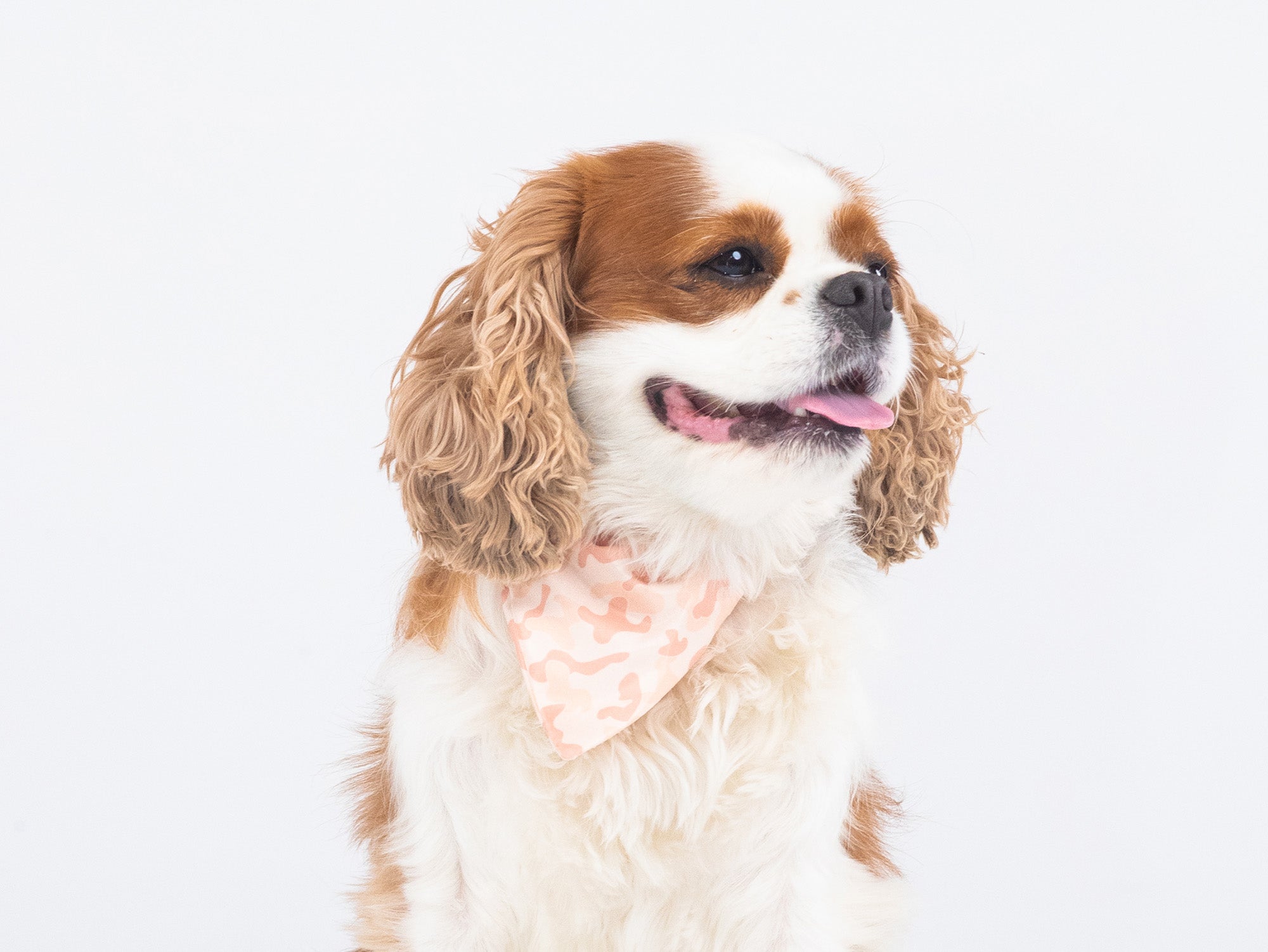 bandit-bandanas-camolosse-bandana-chien-camouflage-sable image 2