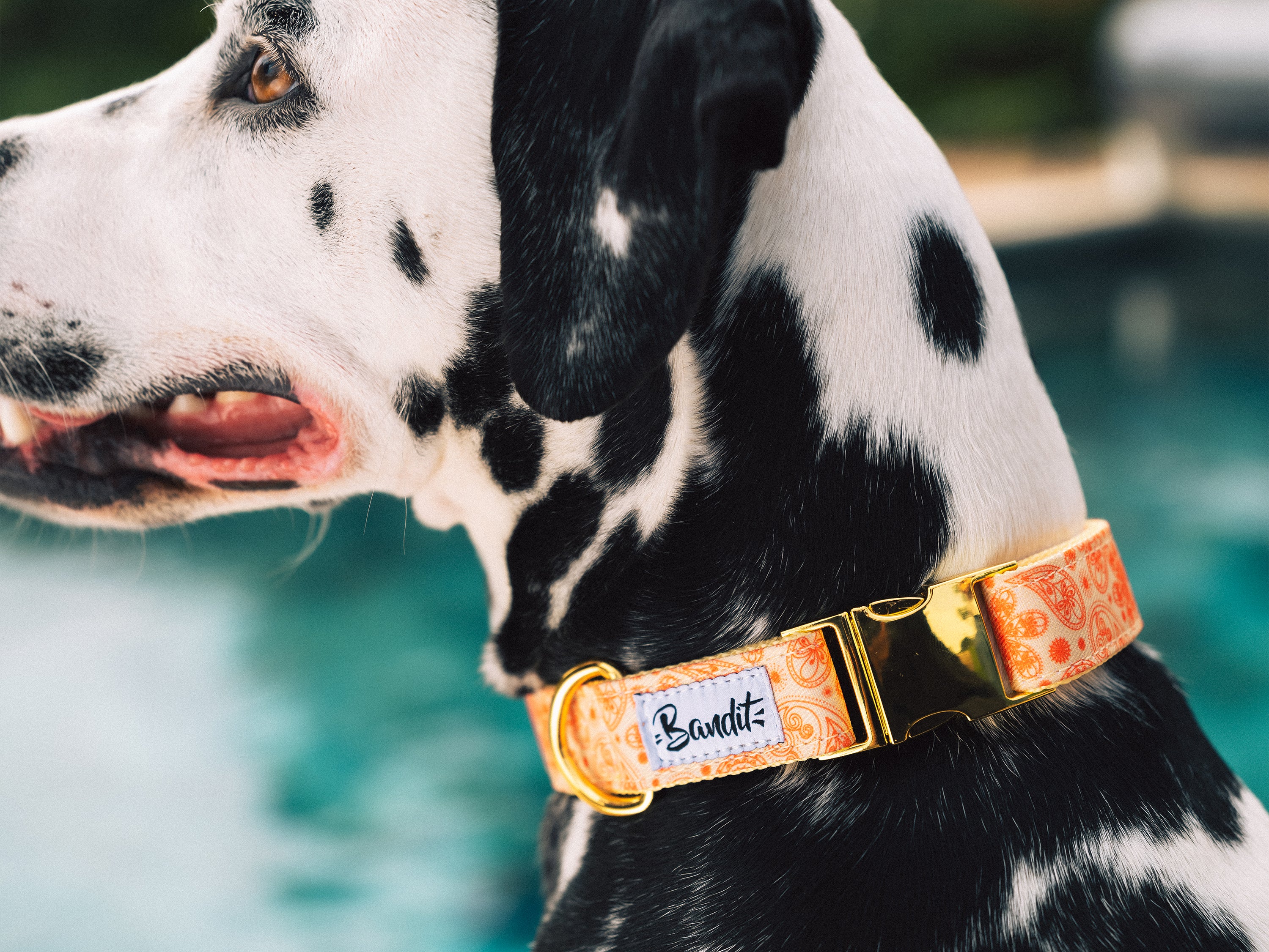 bandit-golden-vibe-collier-chien-paisley-jaune-moyen image 2