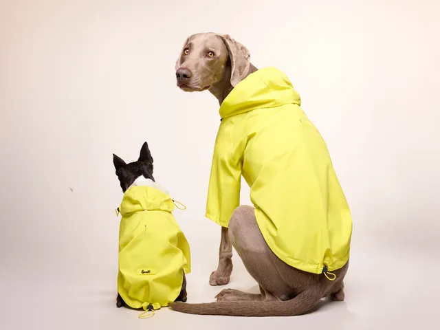 bandit-banana-split-imperm-able-chien-jaune-taille-m image 1