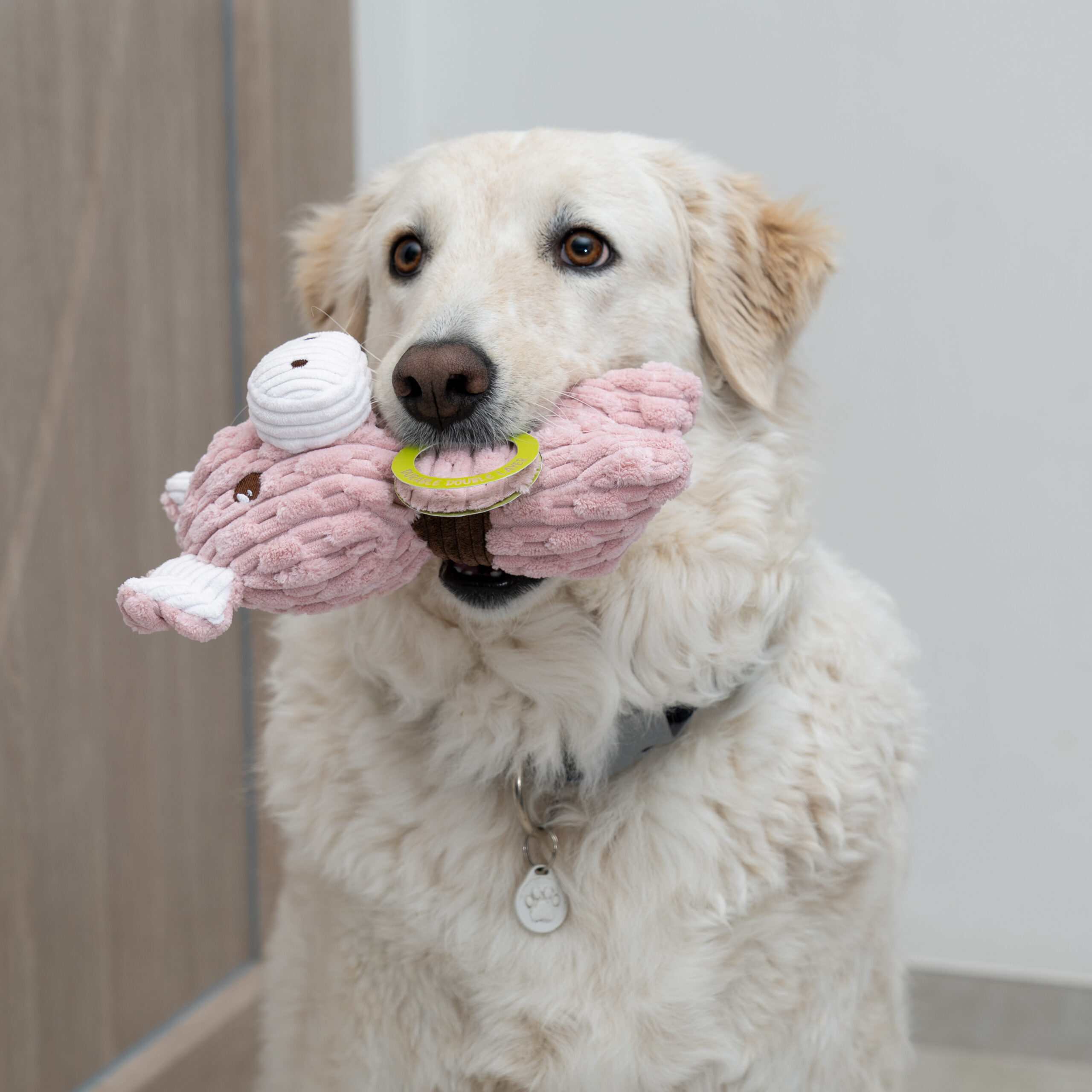 coralpina-velvet-family-rosy-pig-peluche-chien image 5