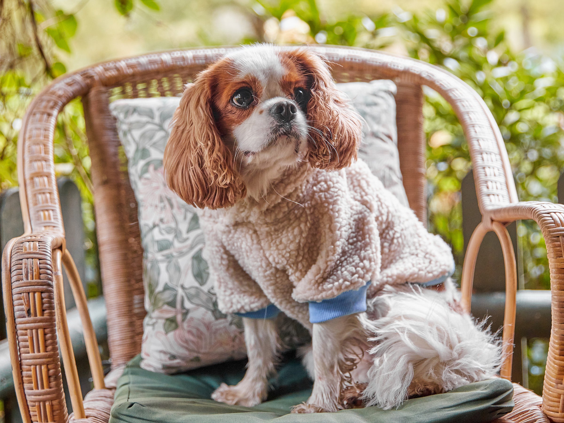 bandit-v-tements-hoodie-sherpa-pull-chien-bleu-everest-m-chaud image 5