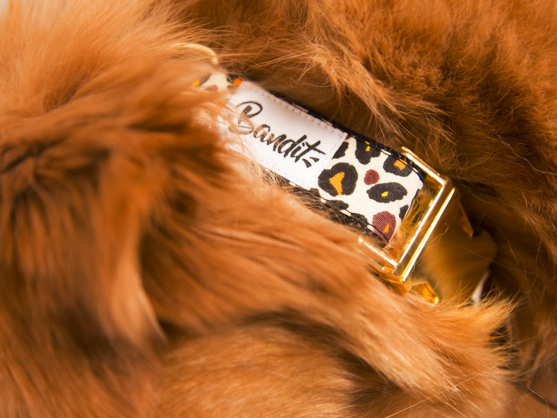 bandit-wild-wild-wouf-collier-chien-l-opard-petit-chien image 3