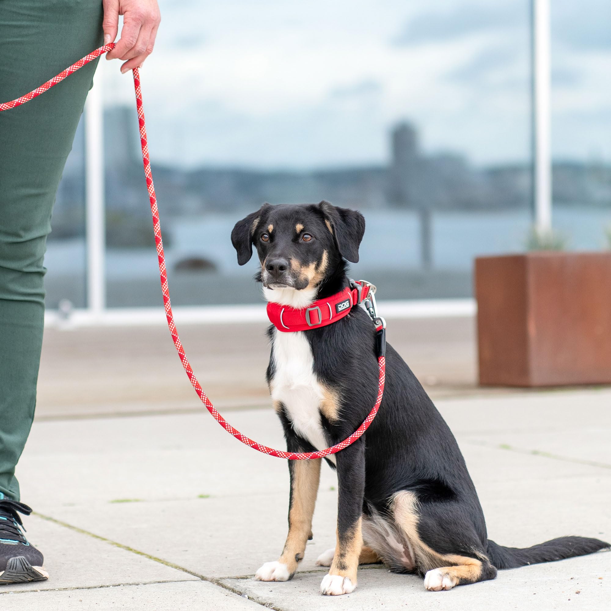 dog-copenhagen-urban-explorer-3-0-collier-chien-noir-xs-rembourr image 7
