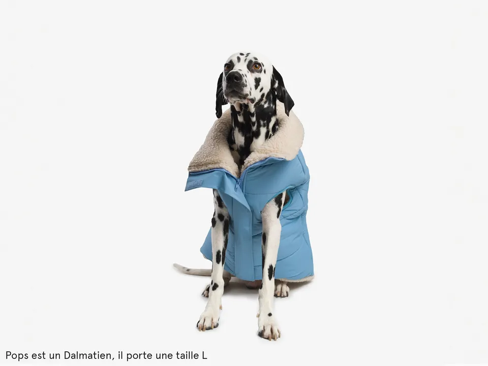 bandit-doudoune-manteau-chien-bleu-everest-s-grand-froid image 1