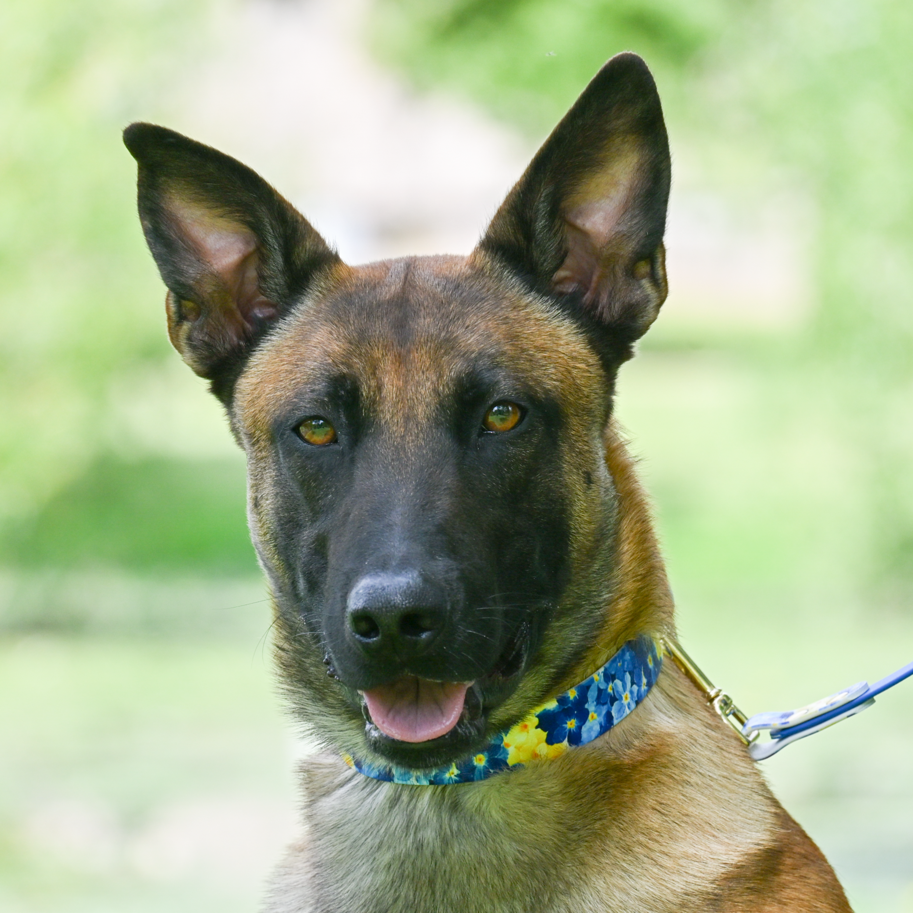 fid-le-paris-the-bloom-dition-collier-chien-bleu-imperm-able image 2