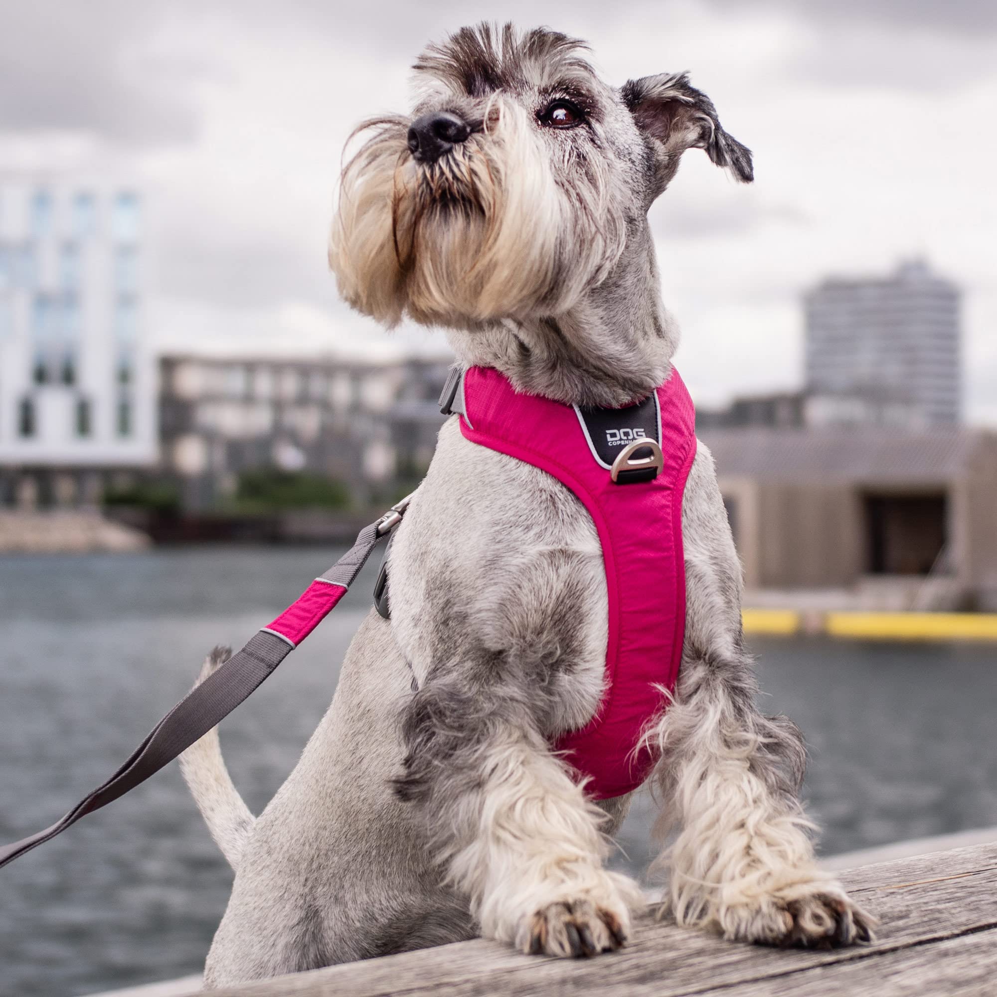 dog-copenhagen-comfort-walk-pro-harnais-orange-sun-l-anti-traction image 6