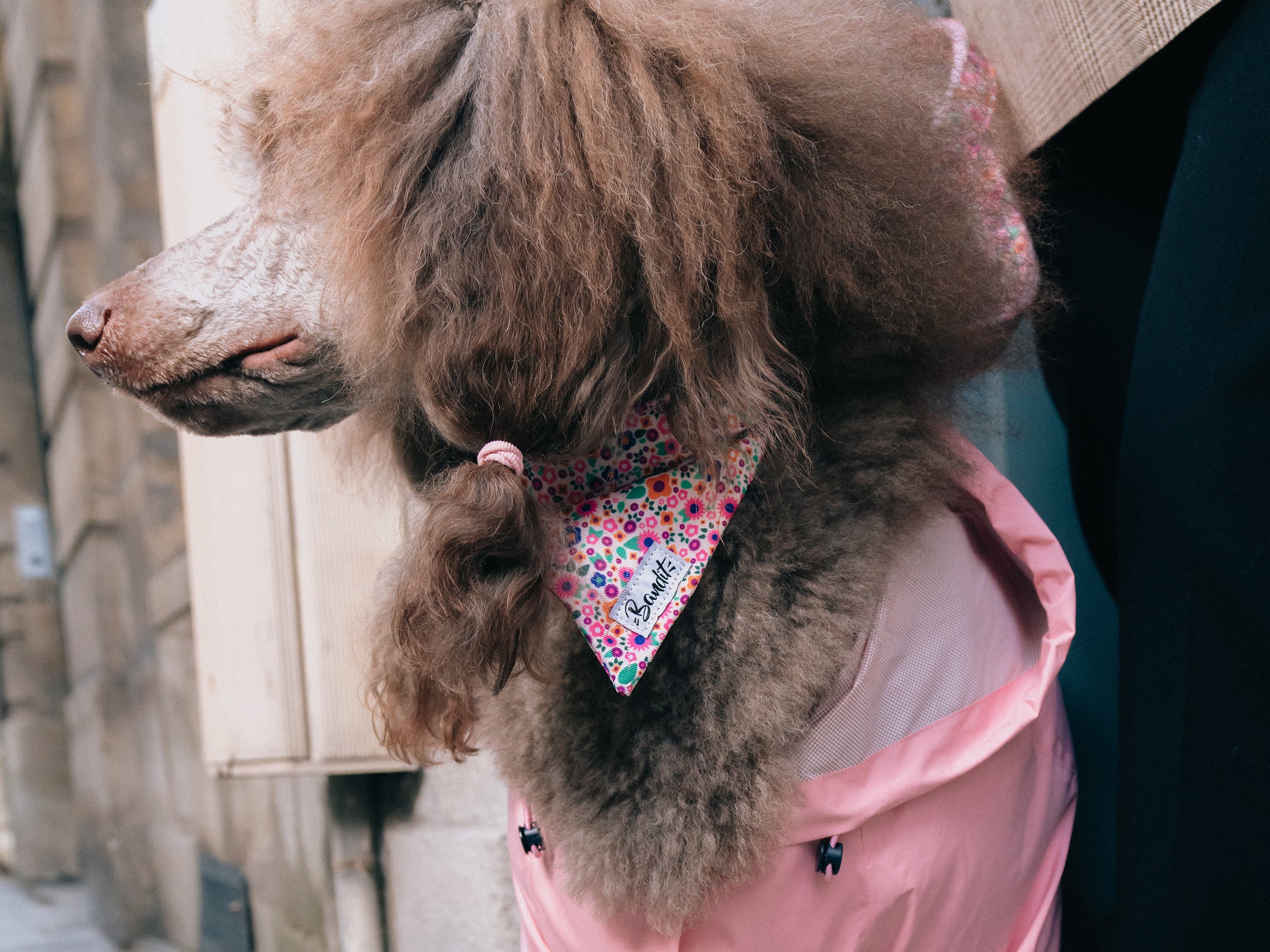 bandit-bandana-chien-pink-blossom-rose-fleuri-petit-chien image 2