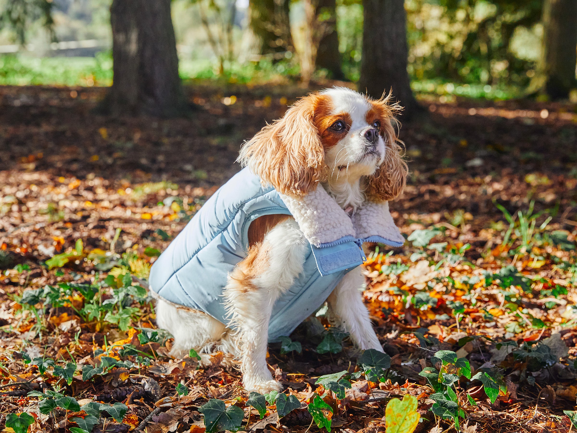 bandit-doudoune-manteau-chien-bleu-everest-s-grand-froid image 3