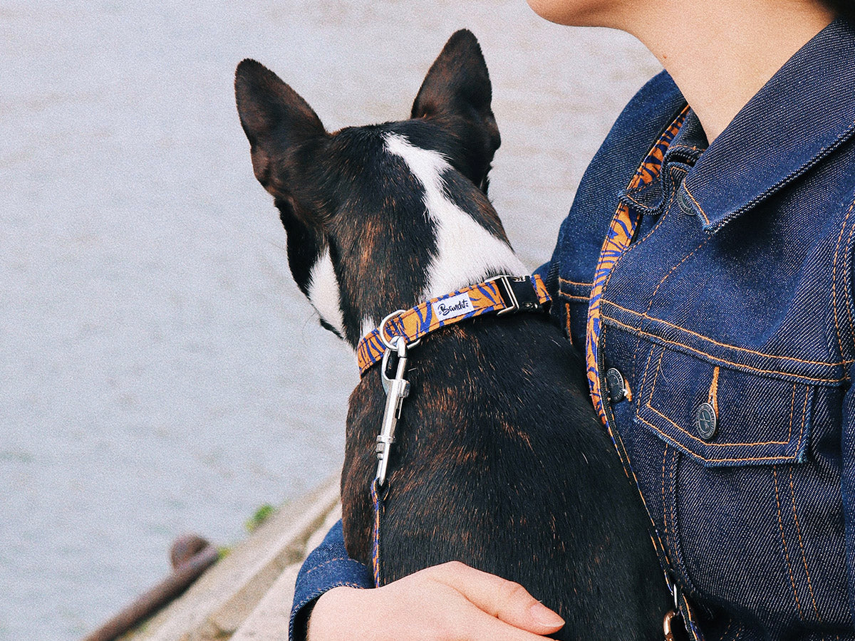 bandit-colliers-collier-chien-tigr-orange-bleu-moyen image 3