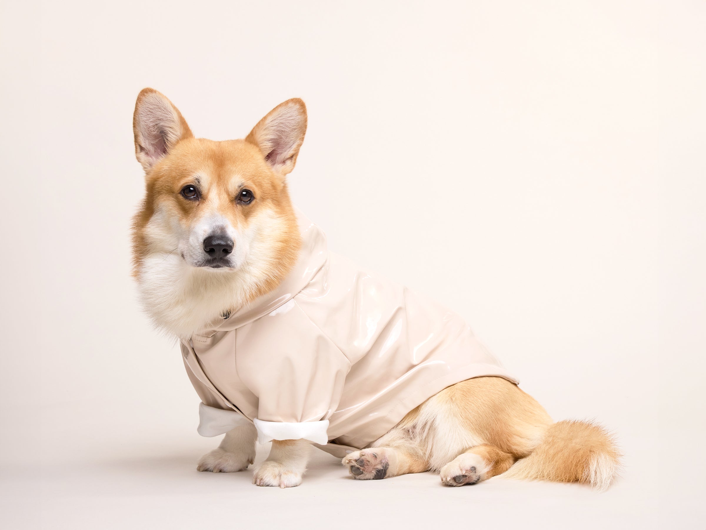 bandit-imperm-able-chien-latte-cr-me-capuche-taille-m image 7