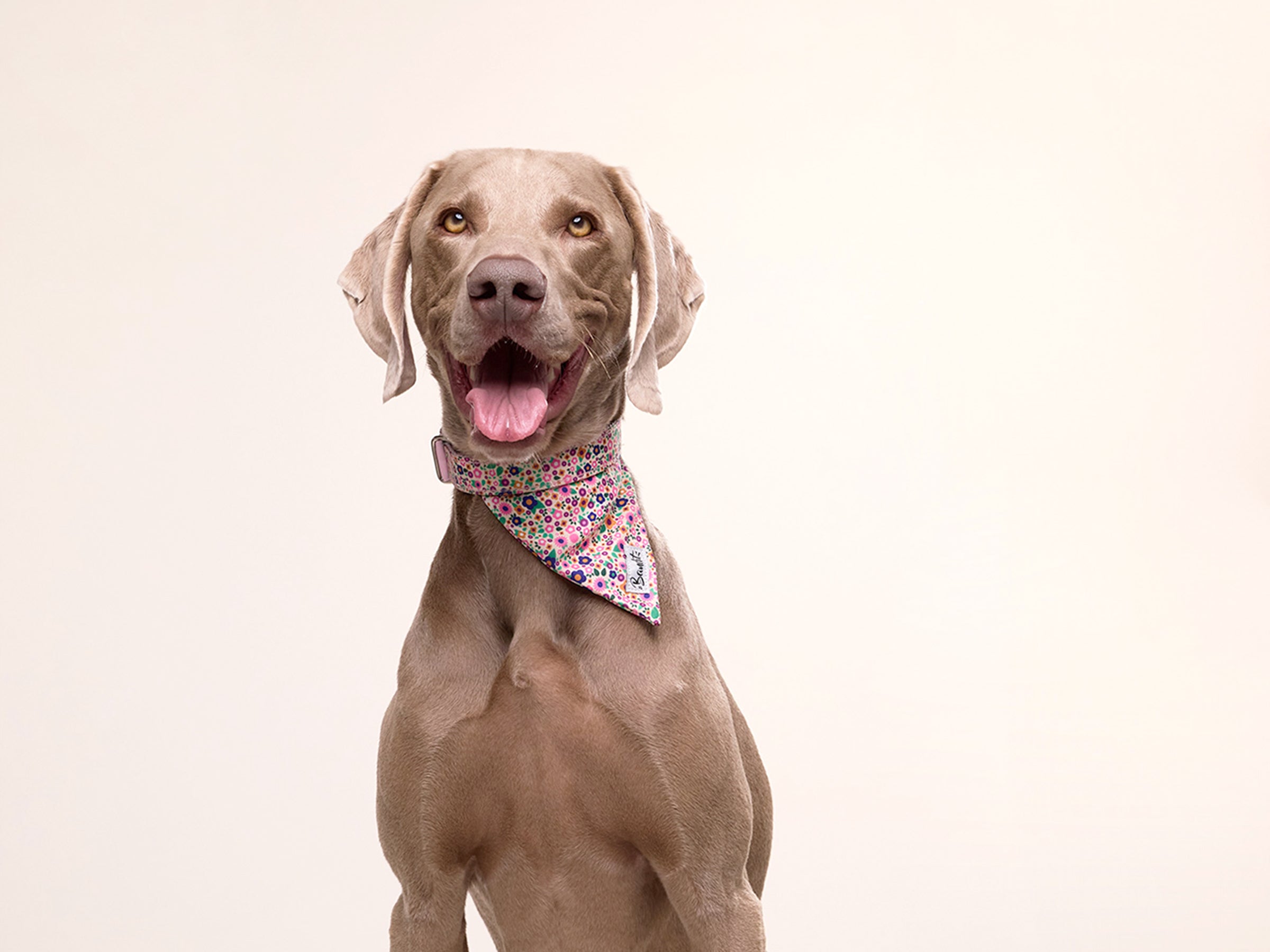 bandit-bandana-chien-pink-blossom-rose-fleuri-petit-chien image 3