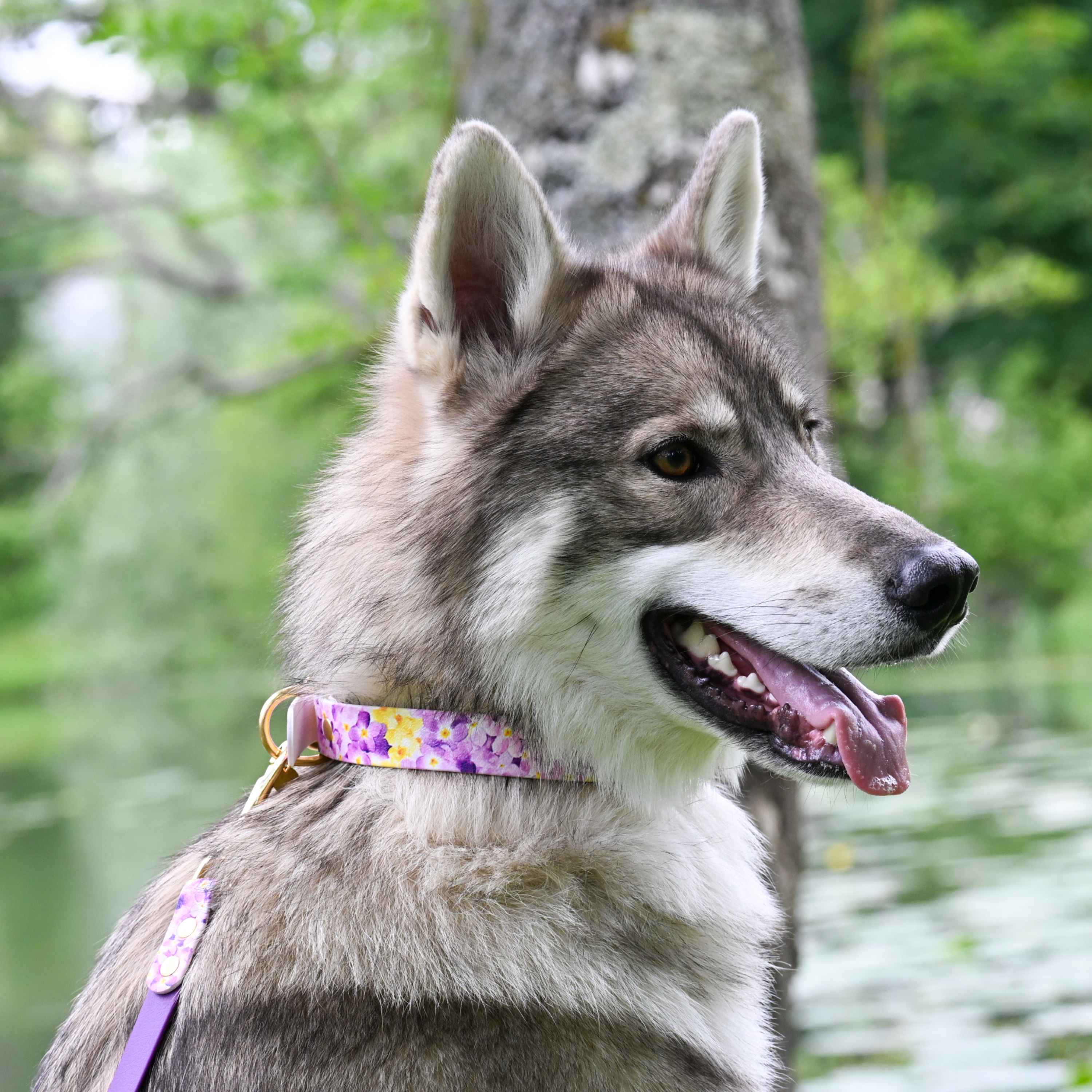 fid-le-paris-the-bloom-dition-collier-chien-violet-imperm-able image 2