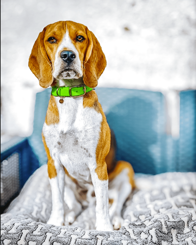 fid-le-paris-colliers-collier-chien-vert-fluo-visible image 4