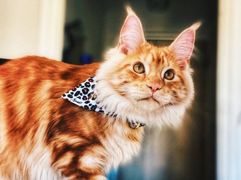 bandit-bandana-chat-l-opard-anti-tranglement-24-28-cm image 2