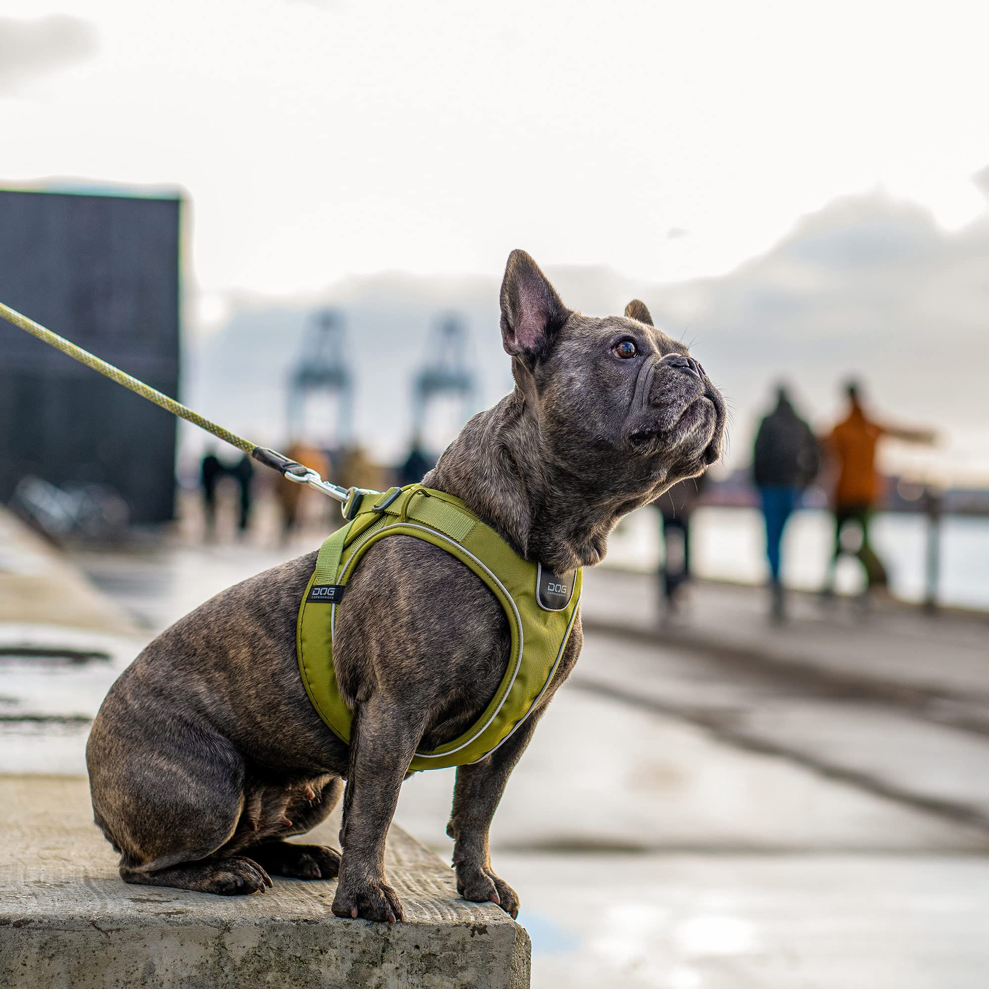 dog-copenhagen-comfort-walk-go-harnais-mocca-xxs-chiot image 6