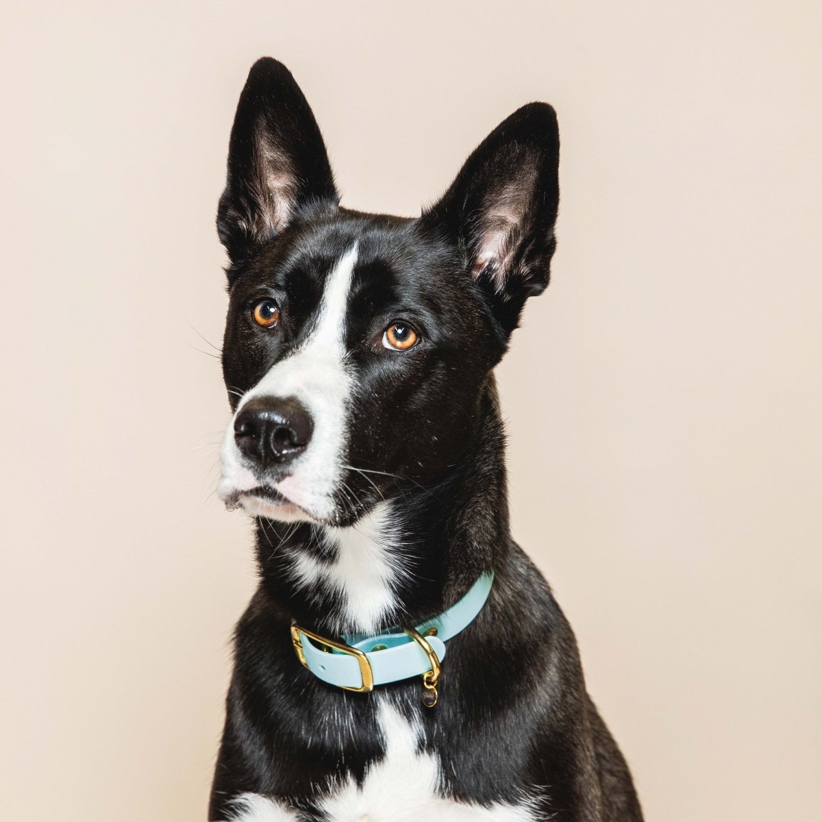 fid-le-paris-l-aventurier-collier-chien-bleu-ciel-imperm-able image 2