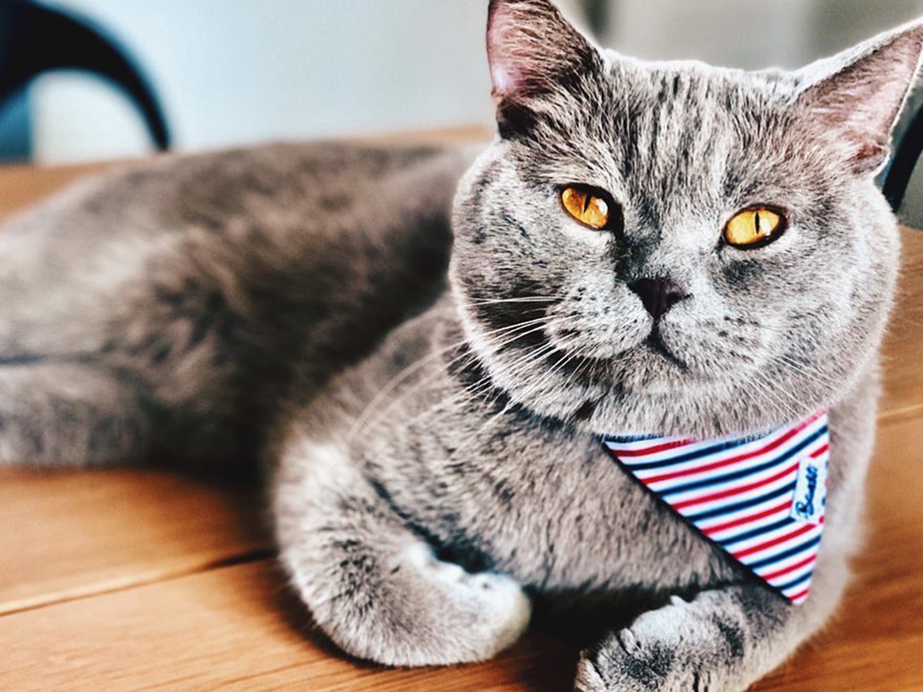 bandit-bandanas-pour-chat-bleu-blanc-rouge-bandana-anti-tranglement image 3