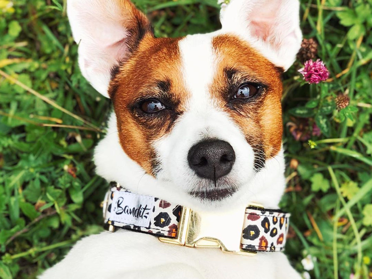 bandit-wild-wild-wouf-collier-chien-l-opard-petit-chien image 4