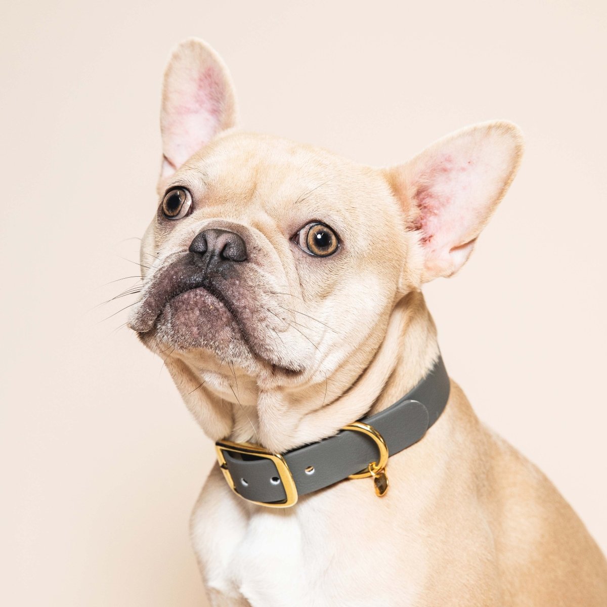 fid-le-paris-colliers-l-aventurier-collier-chien-gris-acier image 2