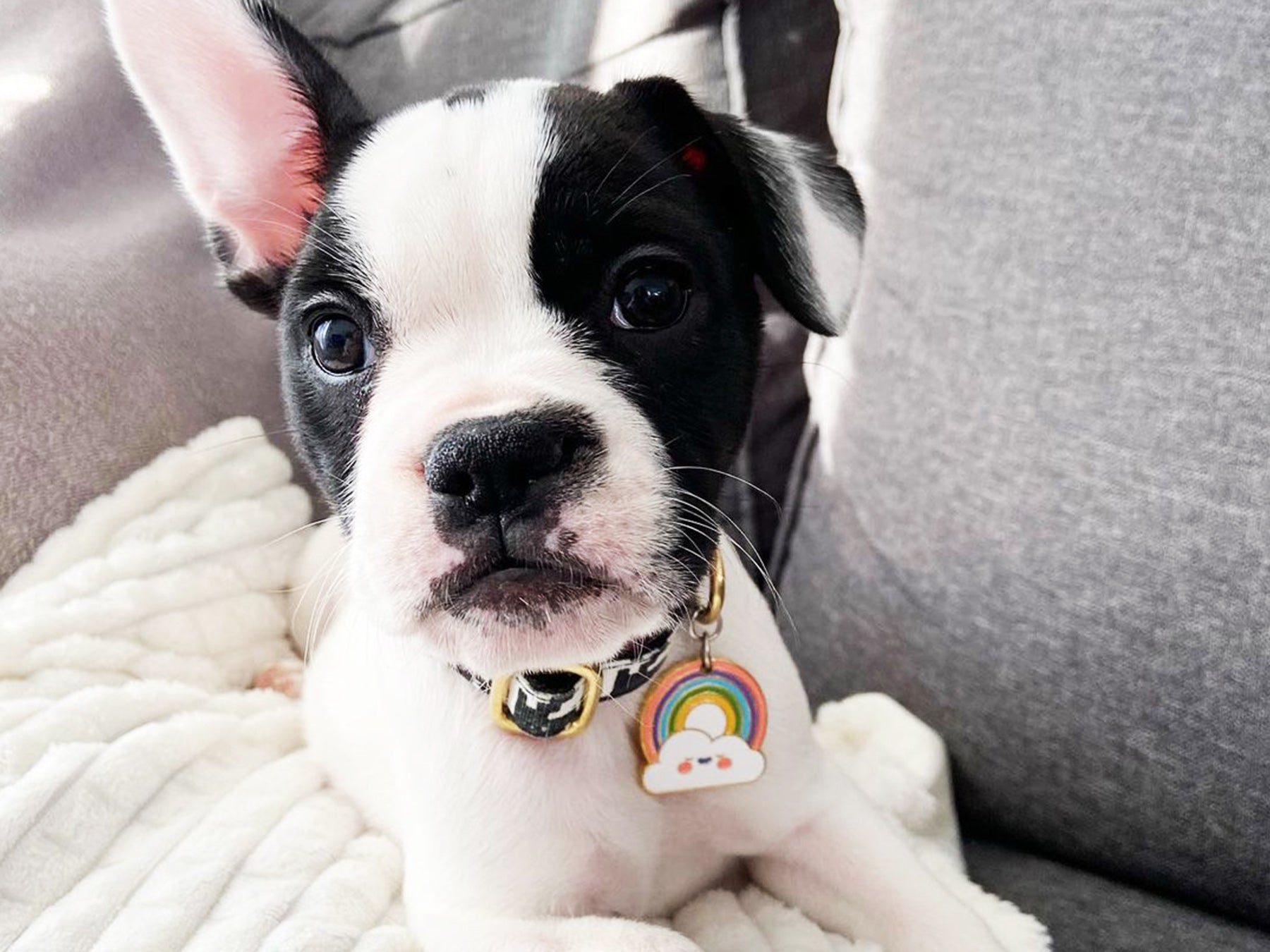 bandit-m-dailles-arc-en-ciel-m-daille-chien-color-e image 3